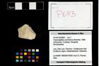 Foto (Objekt + Etikett) von Cracensigillatus acutirostrus (Moericke, 1889)  (NHMW-GEO-2014-0194-0683)